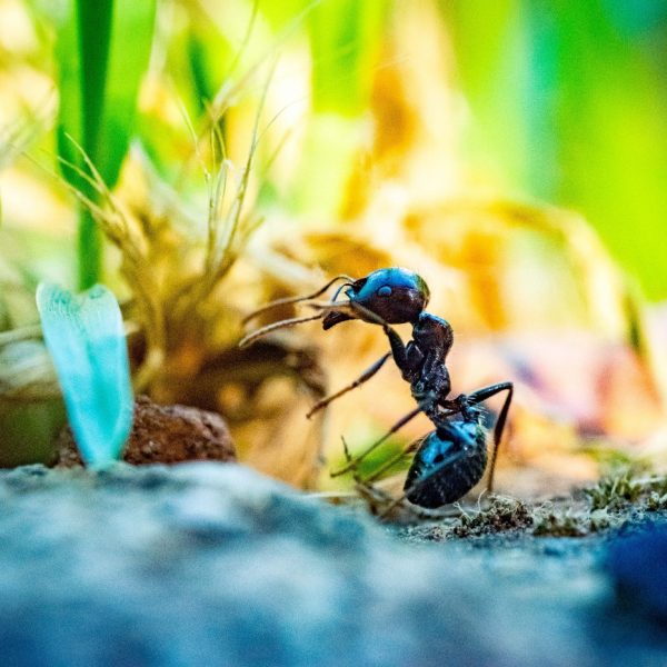 Building the Artificial Ant